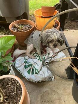 Mixed Breed Dogs Available for Adoption in Dallas, Texas - OLDEE | PetCurious