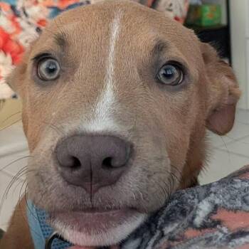 Terrance -  Labrador Retriever Dog for Adoption in Oak Bluffs, Massachusetts - Terrance | PetCurious