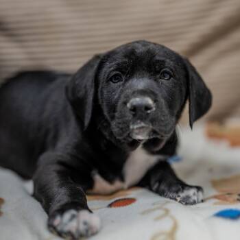 Labrador Retriever Dogs Available for Adoption - Stephie | PetCurious
