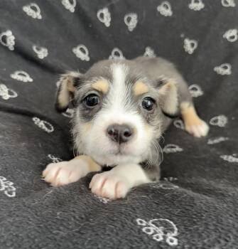 Shih Tzu and Wirehaired Terrier Dogs Available for Adoption in Lawrenceville, Georgia - Fozzie Bear  | PetCurious