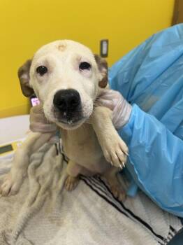 Chi -  Mixed Breed Dog for Adoption in Raleigh, North Carolina - Chi | PetCurious