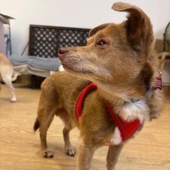 Rip Curl 14553 -  Chihuahua Dog for Adoption in San Francisco, California - Rip Curl 14553 | PetCurious