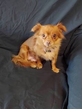 Brownie Bites -  Pomeranian and Chihuahua Dog for Adoption in Oakland, California - Brownie Bites | PetCurious