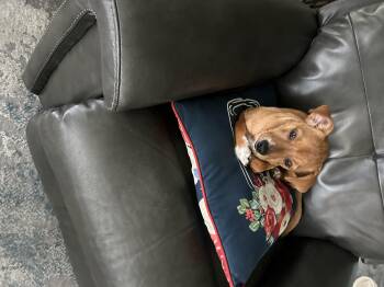 Chihuahua Dogs Available for Adoption - Goldie | PetCurious