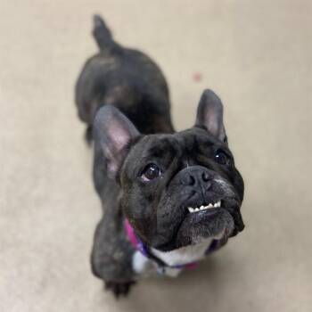 French Bulldog Dogs Available for Adoption in Aurora, Colorado - WANDA | PetCurious