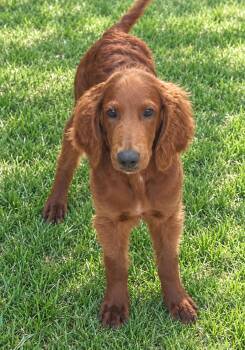 Rusty -  Golden Retriever and Goldendoodle Dog for Adoption in Cerritos, California - Rusty | PetCurious