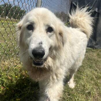 Cinnamon bun -  Great Pyrenees and Golden Retriever Dog Available for Adoption in West Point, Mississippi - Cinnamon Bun | PetCurious
