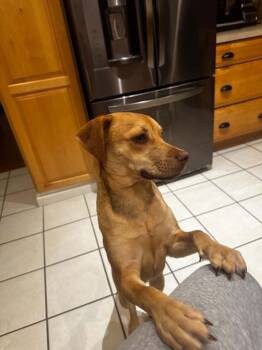 Daisy -  Labrador Retriever Dog for Adoption in Blacksburg, Virginia - Daisy | PetCurious