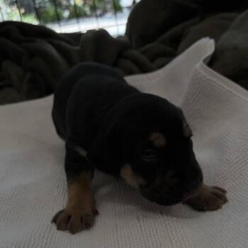 Boo -  Mixed Breed Dog for Adoption in Columbus, North Carolina - Boo | PetCurious