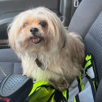 Marisol -  Shih Tzu Dog for Adoption in Newark, New Jersey - Marisol | PetCurious