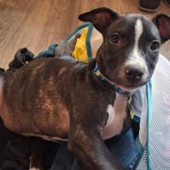 Izzy May -  Catahoula Leopard Dog and Mixed Breed Dog for Adoption in Ferndale, Michigan - Izzy May | PetCurious