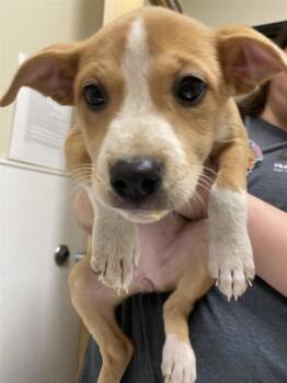 Shahman -  Pit Bull Terrier Dog for Adoption in Vancouver, Washington - Shahman | PetCurious