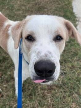 Rescue Retriever and Mixed Breed Dogs for Adoption in Fort Worth, Texas - Gunther | PetCurious