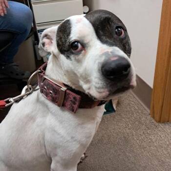 Pit Bull Terrier Dogs Available for Adoption - Daisy May | PetCurious