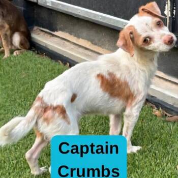 Dachshund and Terrier Dogs Available for Adoption - Captain Crumbs D10925 *Arriving 5/1* | PetCurious