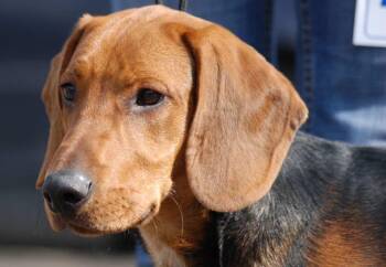 Bagel -  Beagle Dog for Adoption in Honeoye Falls, New York - Bagel | PetCurious