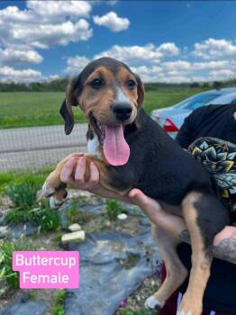 Buttercup -  Beagle Dog Available for Adoption in Salamanca, New York - Buttercup | PetCurious