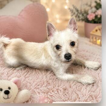 Theo -  West Highland White Terrier Westie Dog for Adoption in Cedartown, Georgia - Theo | PetCurious