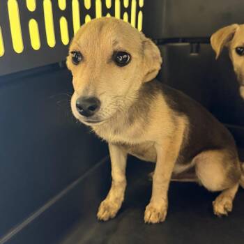 Shepherd and Terrier Dogs Available for Adoption in Birmingham, Alabama - Jenson | PetCurious