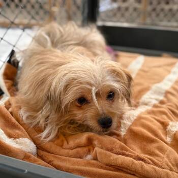 Norfolk Terrier Dogs Available for Adoption - Trace | PetCurious