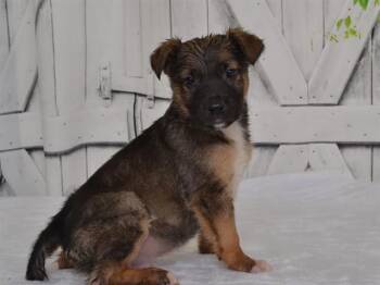 HENRY -  Catahoula Leopard Dog and Mixed Breed Dog for Adoption in Oroville, California - HENRY | PetCurious