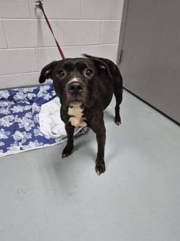 RAVEN -  Staffordshire Bull Terrier Dog for Adoption in St. Cloud, Florida - RAVEN | PetCurious