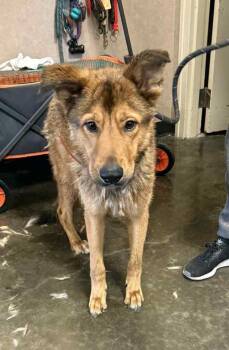 Rescue Shepherd Dogs for Adoption in Rockwall, Texas - Found Stray: Shaggy | PetCurious