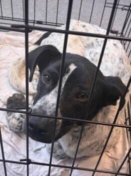 Man Man -  Mixed Breed Dog for Adoption in West Chester, Pennsylvania - Man Man | PetCurious