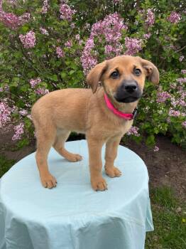 German Shepherd Dog and Labrador Retriever Dogs Available for Adoption in Coldwater, Michigan - Scarlett | PetCurious