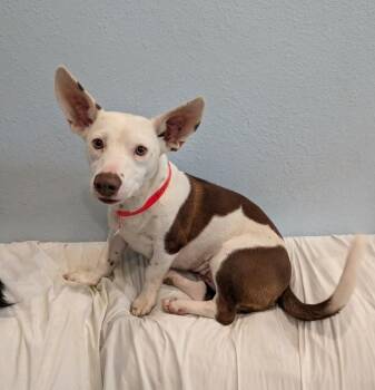 Betsy -  Pit Bull Terrier and Chihuahua Dog for Adoption in Sedalia, Colorado - Betsy | PetCurious