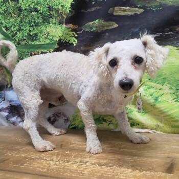 Tater -  Bichon Frise Dog for Adoption in Normal, Illinois - Tater | PetCurious