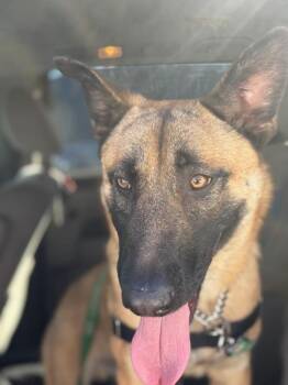 Lucky -  Belgian Shepherd Malinois and Siberian Husky Dog for Adoption in Vallejo, California - Lucky | PetCurious