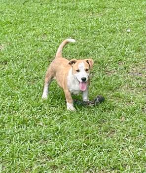 Francesca -  Basset Hound and Black Mouth Cur Dog for Adoption in Blountstown, Florida - Francesca | PetCurious