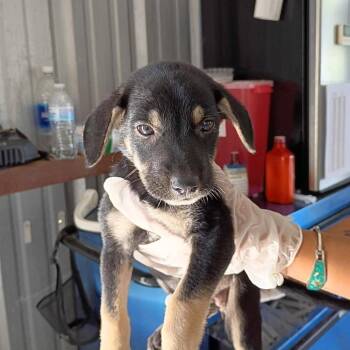 Shirlee -  Australian Cattle Dog Blue Heeler and Shepherd Dog for Adoption in Austin, Texas - Shirlee | PetCurious