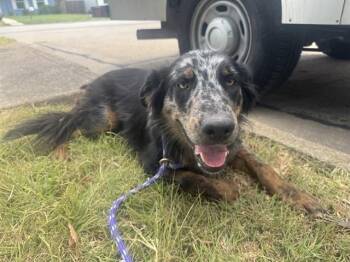 WHITNEY -  Australian Shepherd and Border Collie Dog for Adoption in Rowlett, Texas - WHITNEY | PetCurious