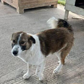 Mountain Dog Dogs Available for Adoption - Gena | PetCurious