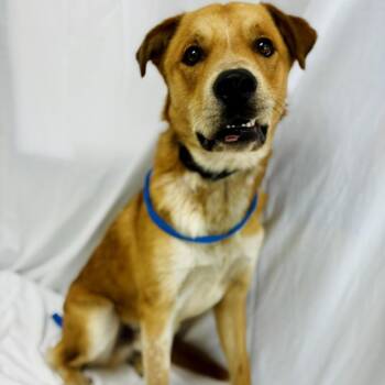 Leo -  Golden Retriever and Cattle Dog Dog for Adoption in Lebanon, Missouri - Leo | PetCurious