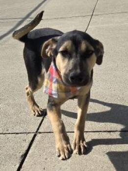 Shep -  Shepherd and Beagle Dog for Adoption in Bucyrus, Ohio - Shep | PetCurious