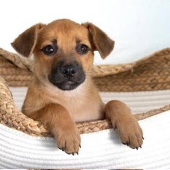 Mixed Breed Dogs Available for Adoption in Mettawa, Illinois - Doris-small Package | PetCurious