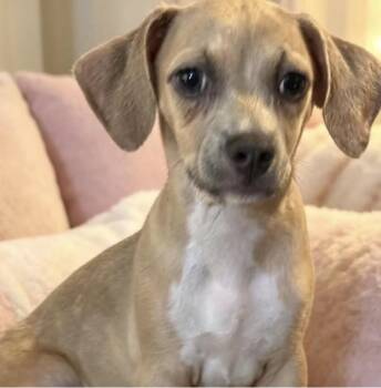 Peggy -  Chiweenie Dog for Adoption in Camp Pendleton North, California - Peggy | PetCurious
