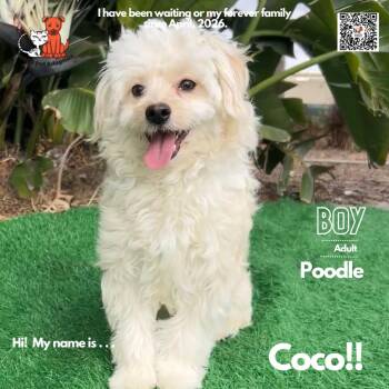 Poodle Dogs Available for Adoption - Coco | PetCurious