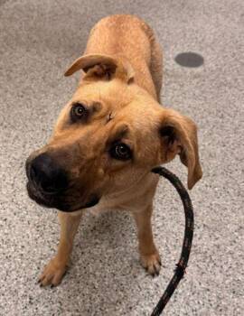 Mixed Breed Dogs Available for Adoption in Kansas City, Missouri - Ringo | PetCurious