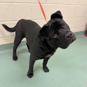 Mongo -  Mixed Breed Dog for Adoption in Memphis, Tennessee - Mongo | PetCurious