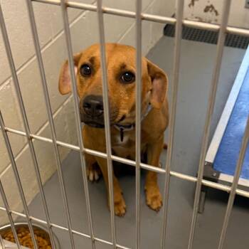 Black Mouth Cur and Mixed Breed Dogs Available for Adoption in Marshall, Texas - Baby Ruth | PetCurious