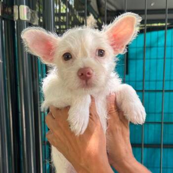 Bubbles -  Terrier and Chihuahua Dog for Adoption in Venice, Florida - Bubbles | PetCurious