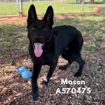 MASON -  German Shepherd Dog Dog for Adoption - MASON | PetCurious