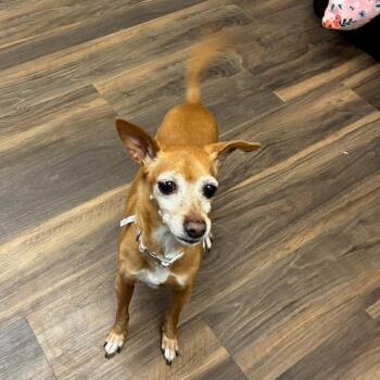 Mixed Breed Dogs Available for Adoption in Jeffersonville, Indiana - Ginger | PetCurious