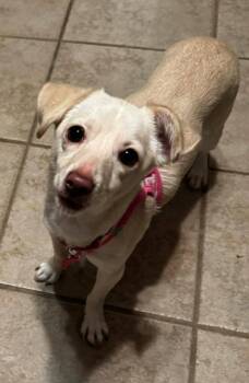 Chihuahua and Chiweenie Dogs Available for Adoption - SANDY | PetCurious