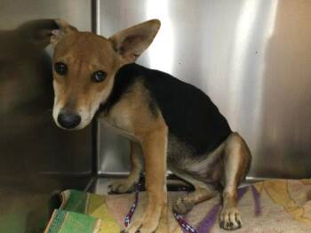 TINA -  Chihuahua and Mixed Breed Dog for Adoption in Riverside, California - TINA | PetCurious