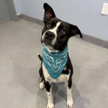 Buddy -  Mixed Breed Dog for Adoption in Canal Winchester, Ohio - Buddy | PetCurious